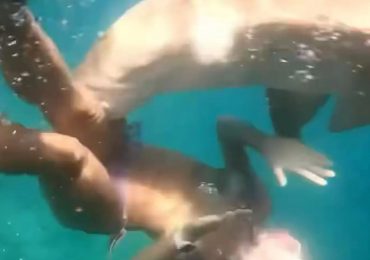 Horror moment tourist is bitten by shark that tries to drag her into depths as snorkelling trip goes horribly wrong