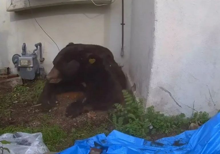 Giant 550lb squatter black bear living under LA home FINALLY leaves after month-long visit – thanks to homeowner’s trick