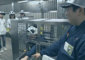 Bizarre moment Japanese zoo staff dress up and pretend to be pandas after bears are sent back to China