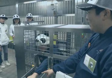Bizarre moment Japanese zoo staff dress up and pretend to be pandas after bears are sent back to China
