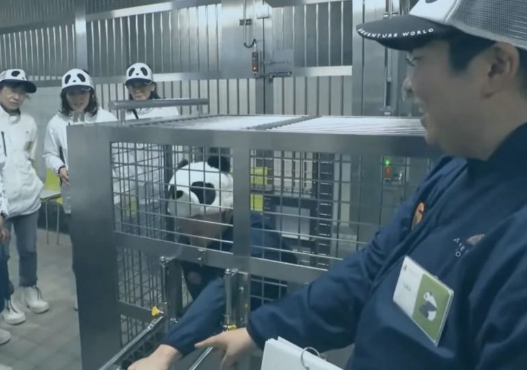 Bizarre moment Japanese zoo staff dress up and pretend to be pandas after bears are sent back to China