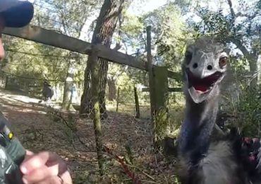 Hilarious moment desperate police officer is forced to handcuff an EMU after huge escaped bird kept outrunning him