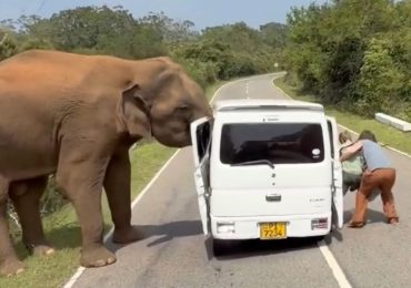 Horror moment elephant attacks tourist van forcing terrified family to flee after beast tore off door when offered food