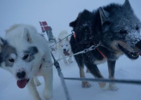 Inside Greenland’s elite ‘dog sled army’ who SHOOT polar bears & patrol in -55C in landscape where others dare not tread