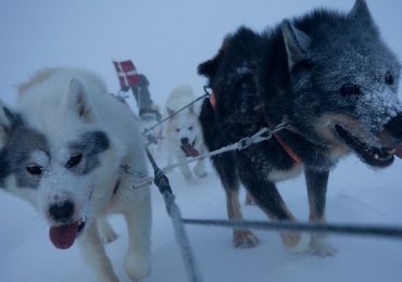 Inside Greenland’s elite ‘dog sled army’ who SHOOT polar bears & patrol in -55C in landscape where others dare not tread