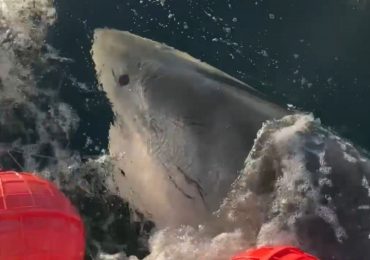 Inside the hunt for biggest shark ever caught dubbed ‘Contender’ as tracker reveals ‘fin meth’ mafia & secrets of beast