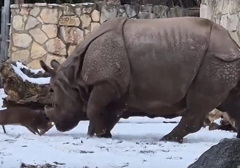 Dramatic moment brave tiny deer takes on a giant 1.7ton RHINO in zoo standoff – and comes out on top