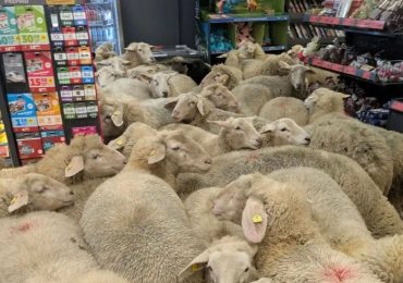 Bizarre moment flock of sheep storm supermarket with ewes causing havoc knocking over glass bottles and pooing in aisles