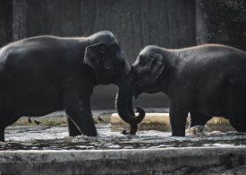 The Company Behind the Dire Wolf Comeback Is on a Mission to Save the DNA of 10,000 Animals