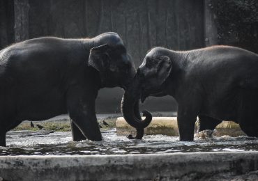 The Company Behind the Dire Wolf Comeback Is on a Mission to Save the DNA of 10,000 Animals