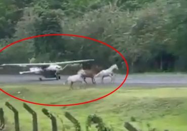 Terrifying moment band of horses invade airport runway and gallop onto tarmac – just as plane comes in to land