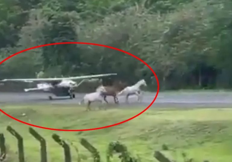 Terrifying moment band of horses invade airport runway and gallop onto tarmac – just as plane comes in to land
