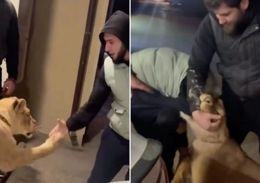 Moment lion being walked on lead mauls man after he tried to shake beast’s paw as horrified onlookers rush to help