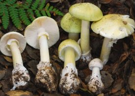Four people killed after eating death cap mushroom amid warning to avoid foraging as lethal fungus spreads in California