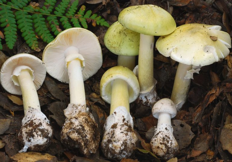 Four people killed after eating death cap mushroom amid warning to avoid foraging as lethal fungus spreads in California