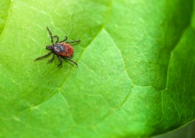 It's Going to Be a Bad Tick Season. Here's How to Protect Yourself