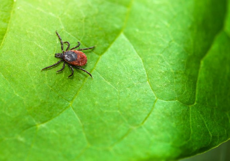 It's Going to Be a Bad Tick Season. Here's How to Protect Yourself