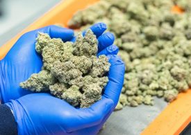 What to Know About Trump’s Reclassification of Medical Marijuana