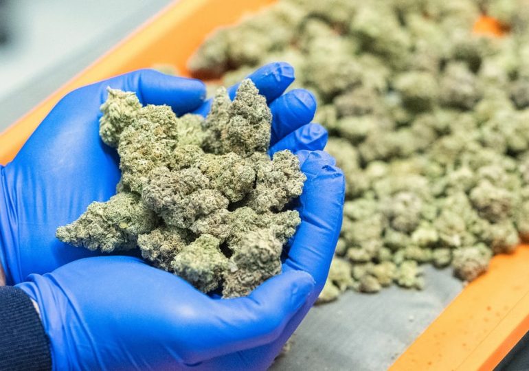 What to Know About Trump’s Reclassification of Medical Marijuana