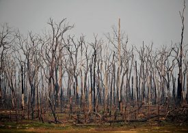 J.P. Morgan Is Thinking About Climate Tipping Points