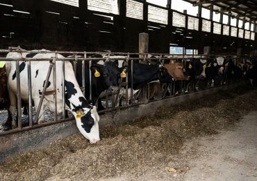 Scientists Reveal the Scale of Meat and Dairy Industry Greenwashing
