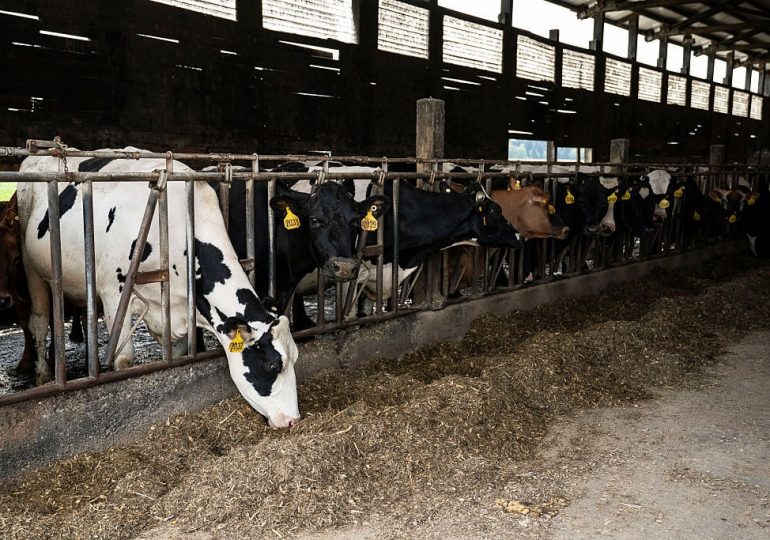Scientists Reveal the Scale of Meat and Dairy Industry Greenwashing